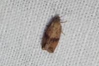 Celypha striana