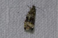 Celypha lacunana