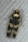 Oegoconia