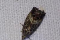 Cydia splendana