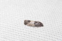 Spilonota ocellana