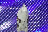 Acleris