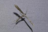 Emmelina monodactyla