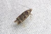 Bryotropha basaltinella