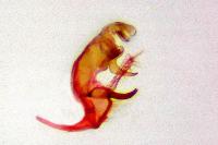 Bryotropha basaltinella