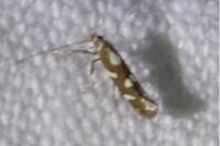 Calybites phasianipennella