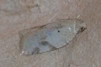 Acleris ferrugana