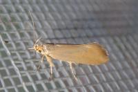 Crassa unitella