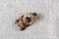 Acleris variegana