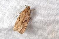 Agonopterix arenella