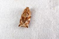Archips xylosteana