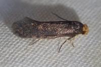 Cephimallota crassiflavella