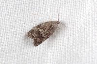 Cnephasia ecullyana
