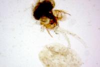 Cnephasia ecullyana
