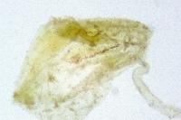Cnephasia ecullyana