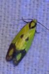 Agapeta zoegana