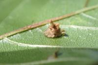 Coleophora ahenella