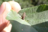 Sterrhopterix fusca