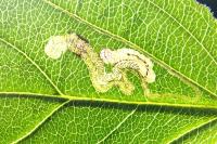 Stigmella catharticella