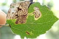 Stigmella assimilella