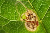 Stigmella plagicolella