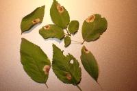 Stigmella plagicolella