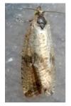 Celypha striana