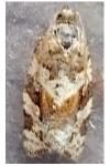 Argyrotaenia ljungiana