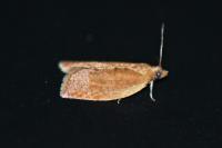 Clepsis consimilana