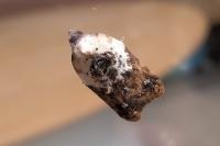 Acleris variegana