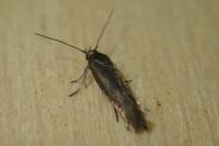 Scythris terrenella