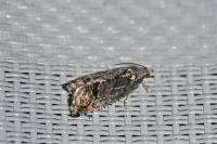Cydia splendana