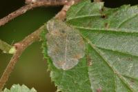 Phyllonorycter coryli