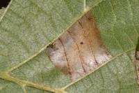 Phyllonorycter nicellii