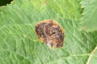 Leucoptera malifoliella