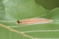 Phyllonorycter maestingella