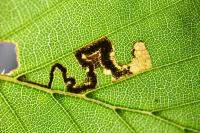 Stigmella tityrella