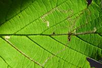 Stigmella microtheriella