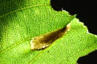 Phyllonorycter klemannella
