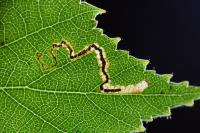 Stigmella betulicola