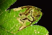 Stigmella crataegella