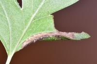 Phyllonorycter oxyacanthae