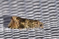 Celypha lacunana