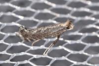 Parornix torquillella