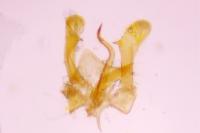 Parornix torquillella