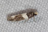 Recurvaria leucatella