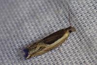 Ancylis apicella