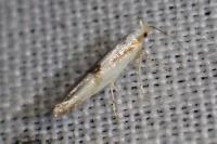 Argyresthia bonnetella