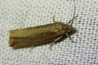Bactra