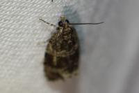 Celypha lacunana